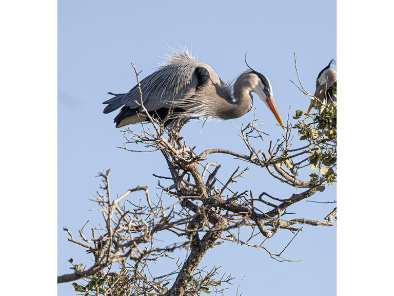 heron